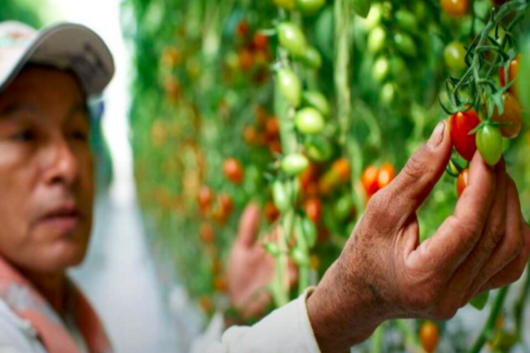 NatureSweet Greenhouse tomatoes honored