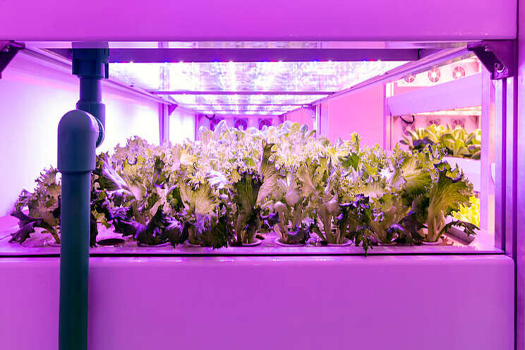 Horticultural lighting LEDs seeing continued growth