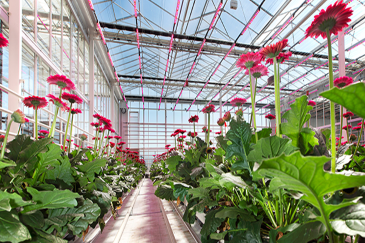 Working towards a climate-neutral greenhouse production