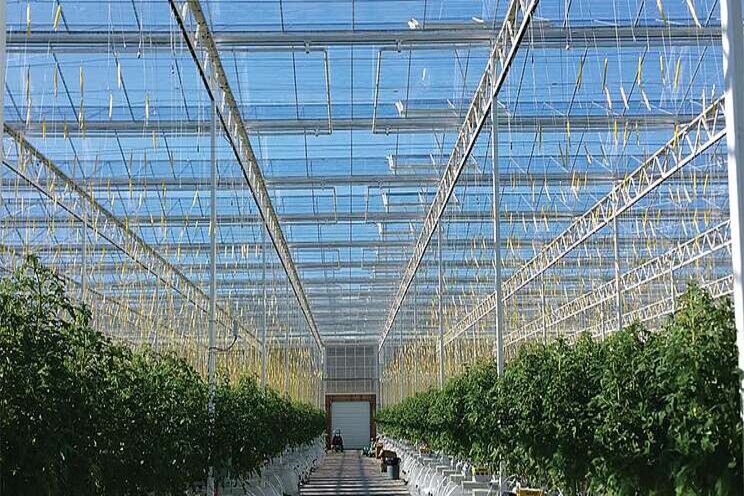 Greenhouse grower Longvine makes big tech investment