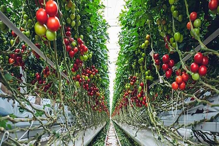 Vertical farming and the future of automation in agri