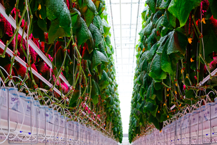 The autonomous greenhouse every grower is talking about