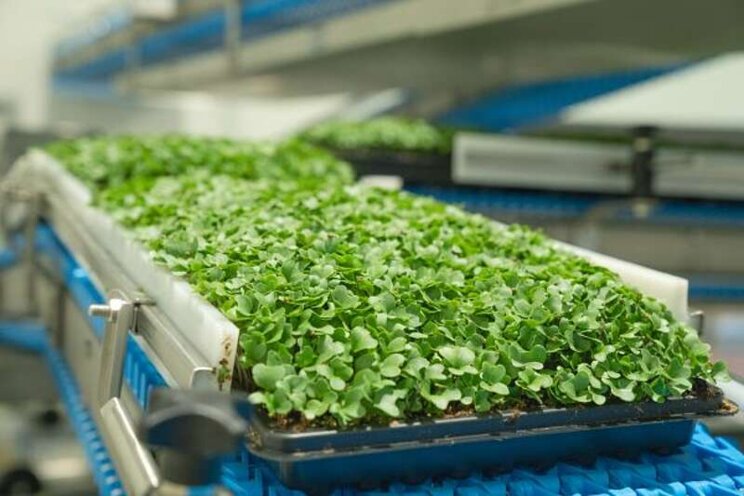 Vertical farming on the rise