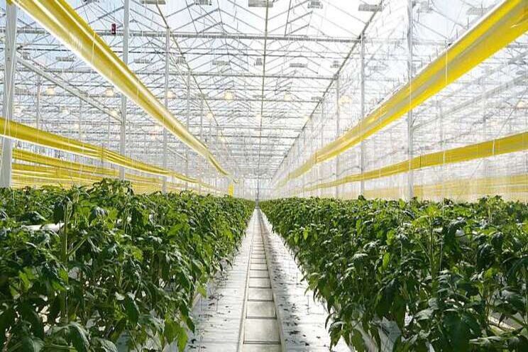 Greenhouse vegetables are at a crossroads; So what's next?