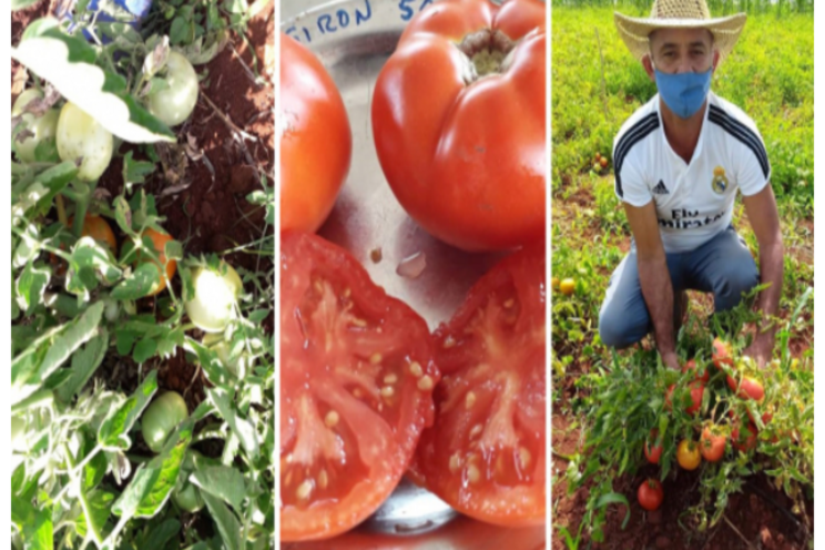 New crop varieties improve tomato and soybean yields