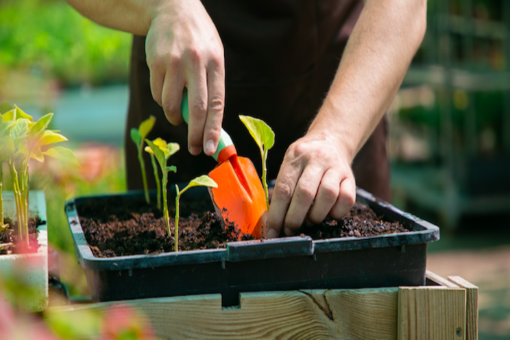 How BASF is enhancing its vegetable breeding focus