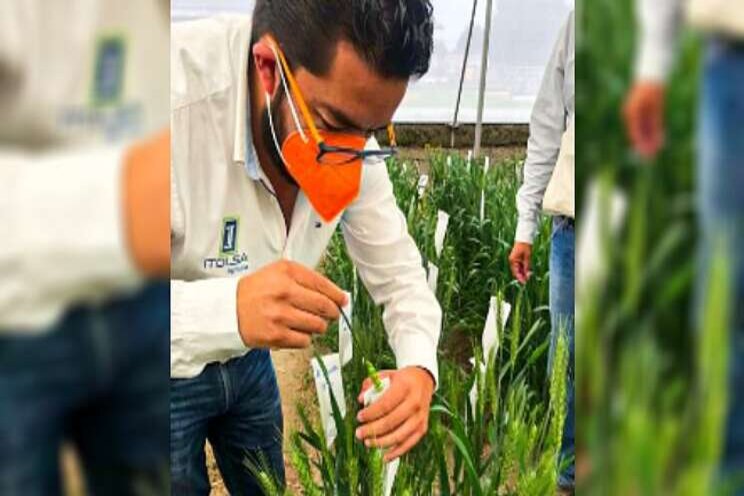 Ridder helps CIMMYT to develop resilience