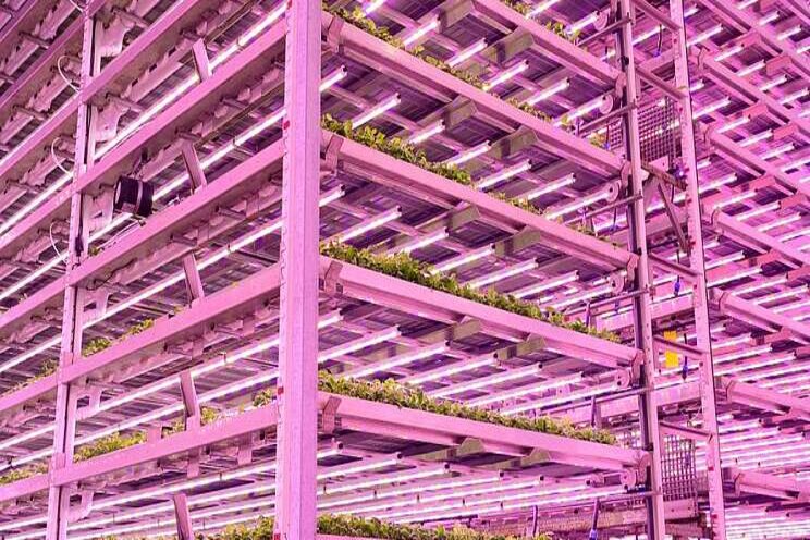 Vertical farming on the rise in the UK