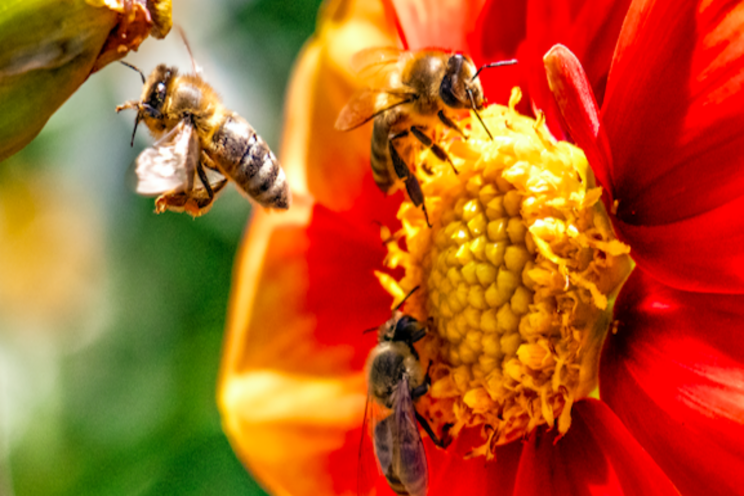 Common insecticide harmful to bees in any amount