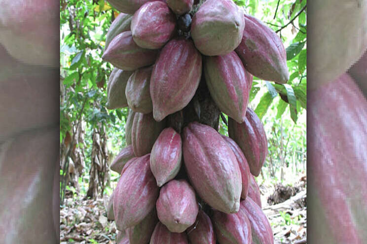 Vertical farming company seek to improve cocoa bean yields