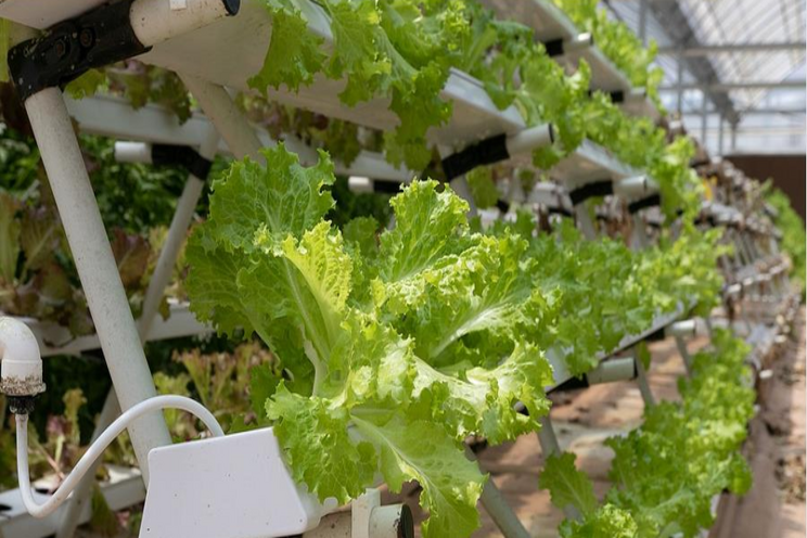 Investors eye growth in vertical farms