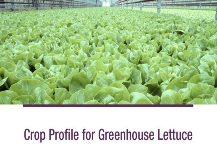 Canada releases new greenhouse lettuce crop profile