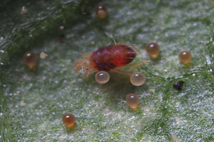 Understanding spider mite control in medicinal cannabis