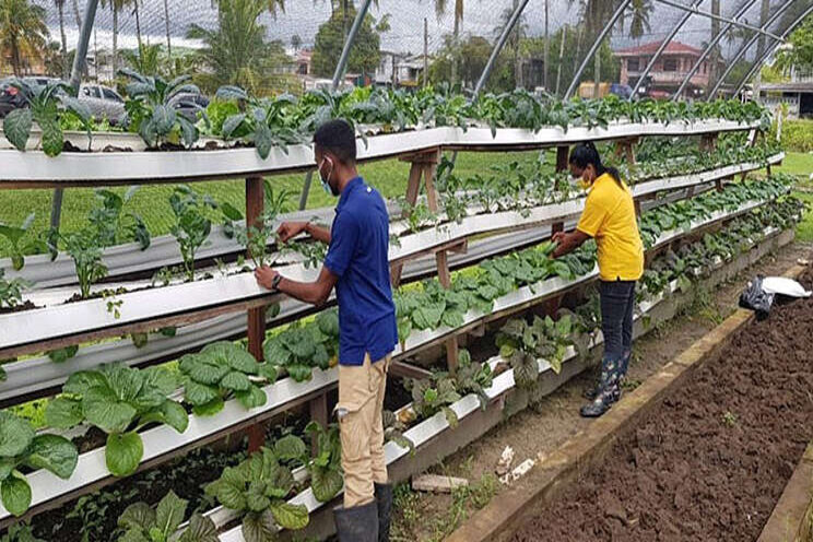 Vertical gardening: a modern farming method