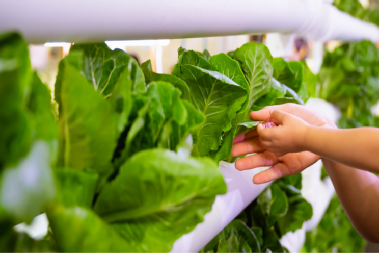 5 ways vertical farming is improving nutrition