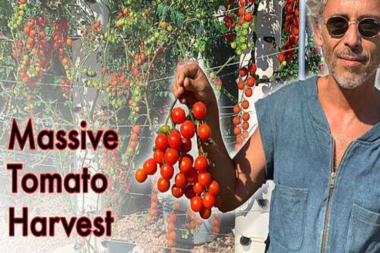 Massive tomato harvest on a Tower Garden