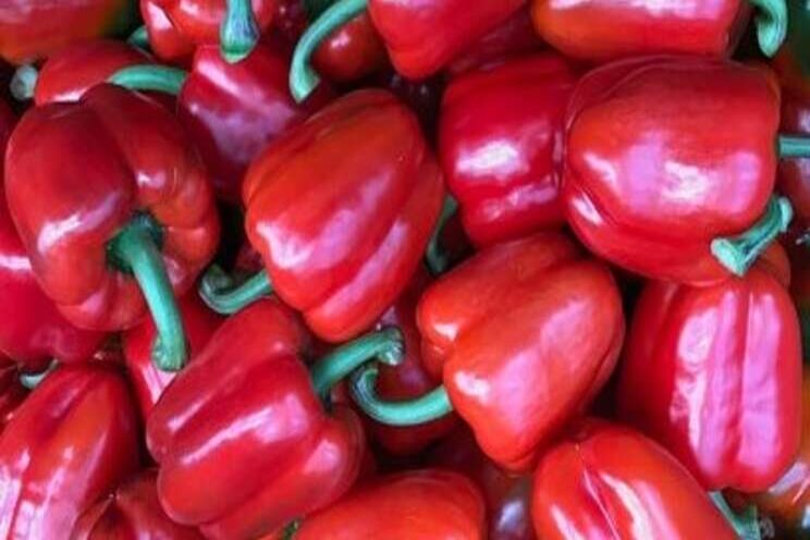 The science behind growing quality winter peppers at scale