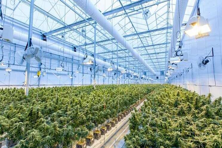 Canadian cannabis grower to increase production