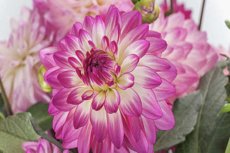 Culture Report: Dahlia 'Sincerity'