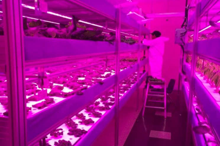 Vertical farming initiative brings fresh produce to N. Manitoba