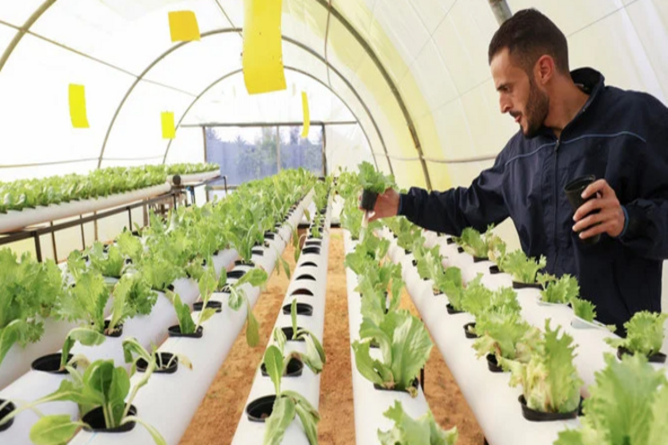 Vertical farm in Dubai to produce pesticide-free produce