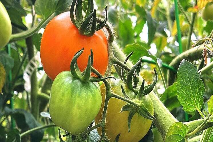 Pigments play a role in creating tasty tomatoes