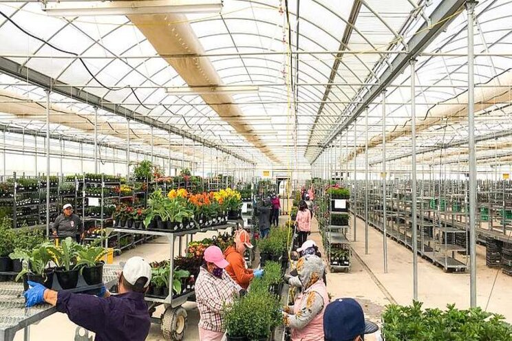 Challenges and solutions to the greenhouse labor problem