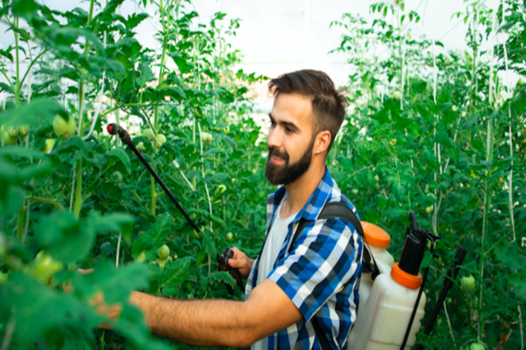 Study on novel sources of resistance to powdery mildew