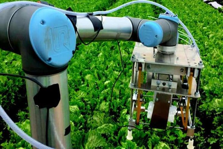 Robot uses machine learning to harvest lettuce