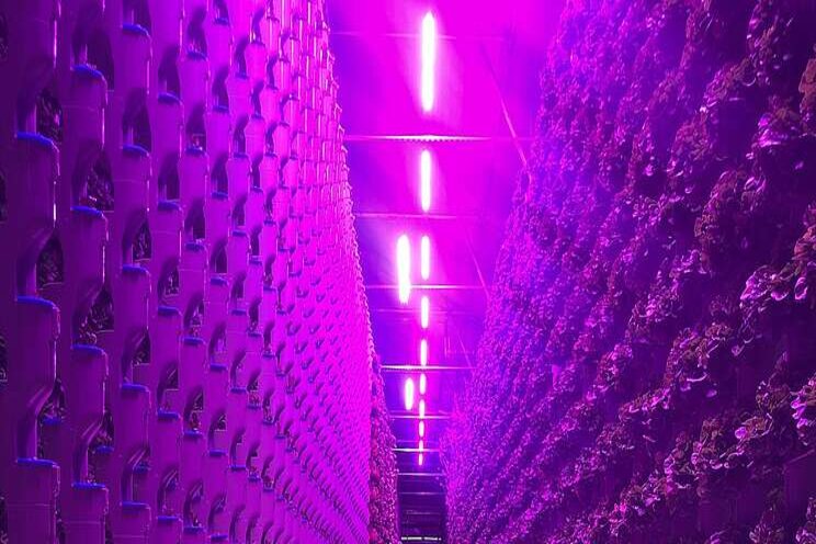 Energy efficiency matters when selecting LED grow lights?