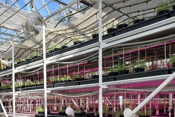 Challenges of growing vertically in greenhouses