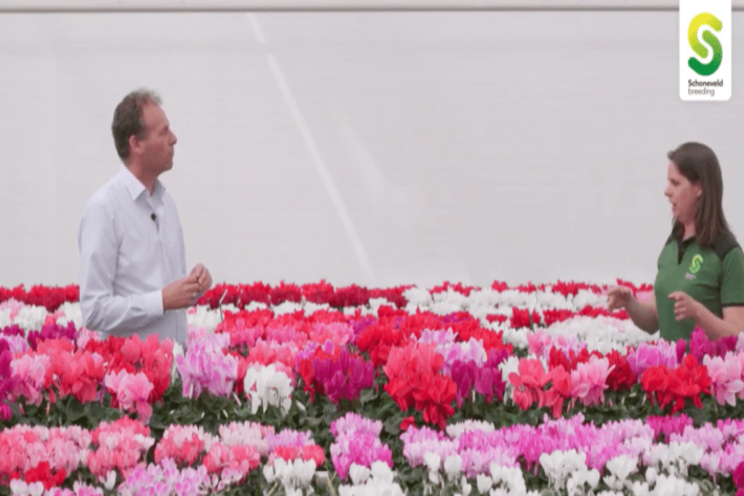 Schoneveld breeding debuts FlowerTrials video