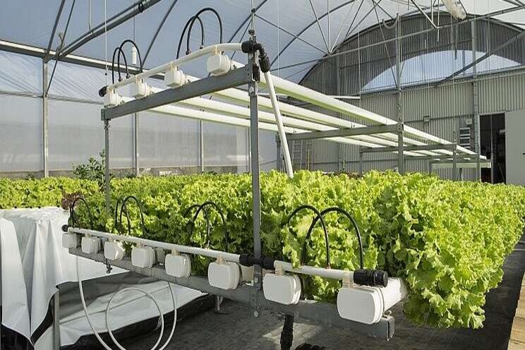 Vertical farming start-up eyes ready-to-eat salad market