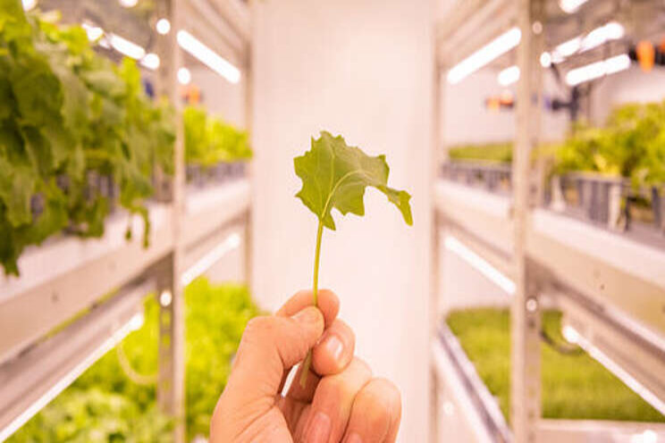 Is vertical farming the future of food?