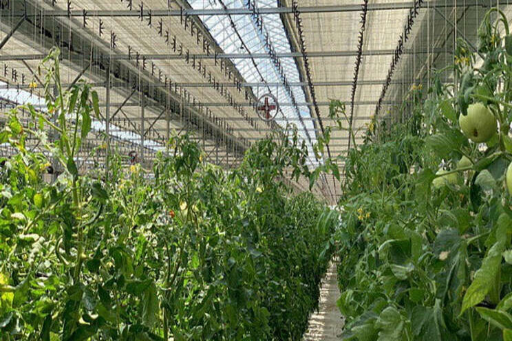 Measures to create modern greenhouses in the regions