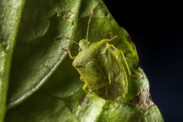 Koppert developing biological solution against green shield bug