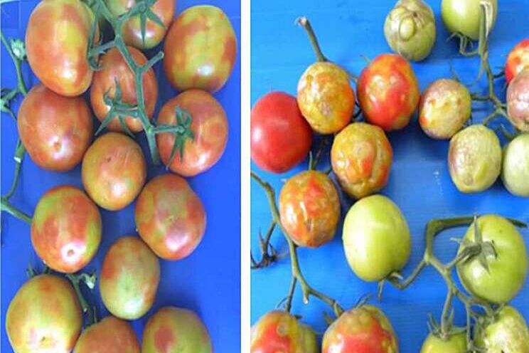 Canadian tomato breeders are tackling a new virus head-on