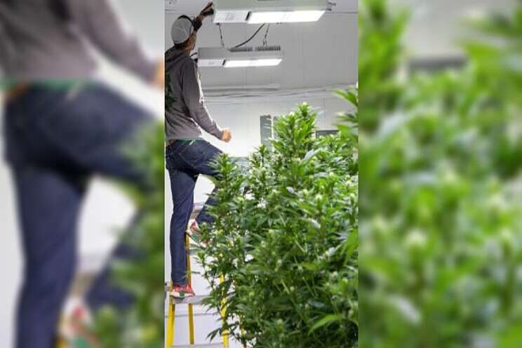 How LED lighting can boost sustainability in cannabis