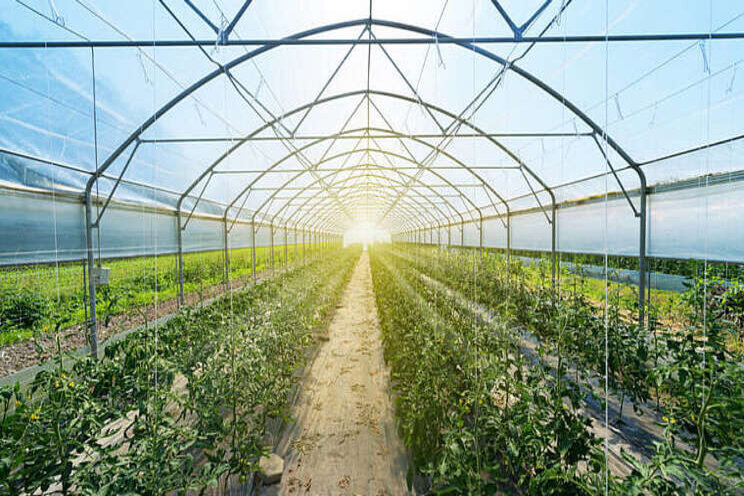 72 greenhouses distributed to 24 producing farms in Qatar