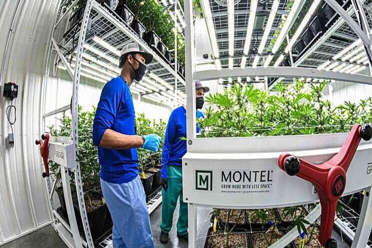 Montel's mobile vertical grow rack system 