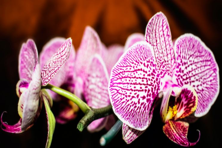 Global orchid event invites you