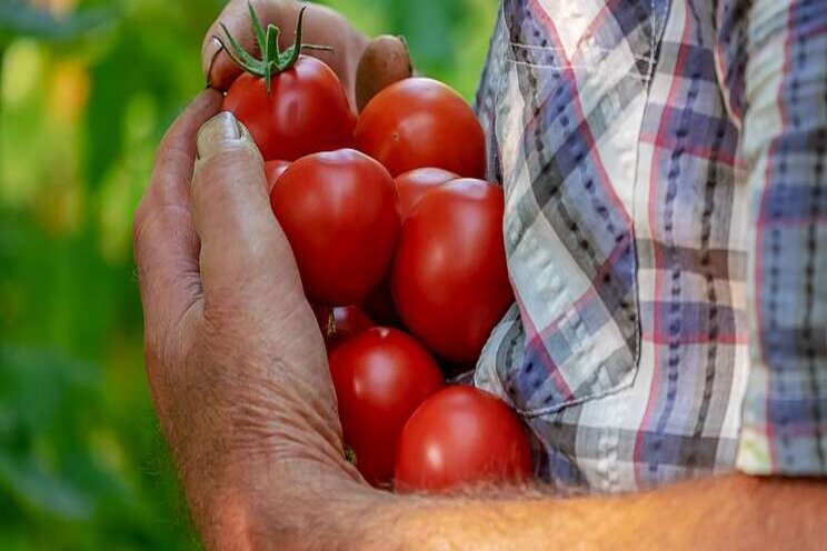 Brush up on your tomato disease knowledge