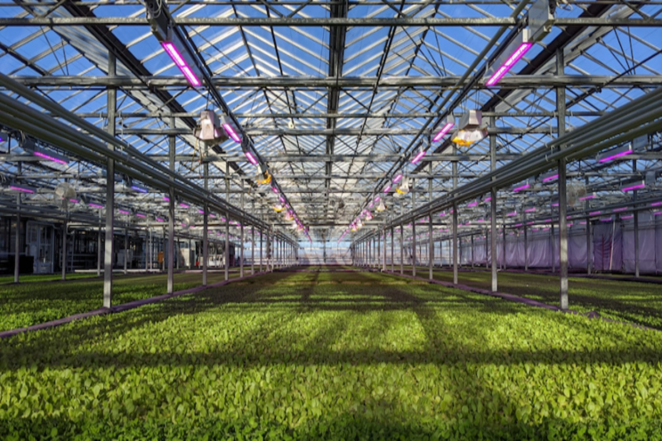 Element Farms in NJ to expand with baby spinach facility