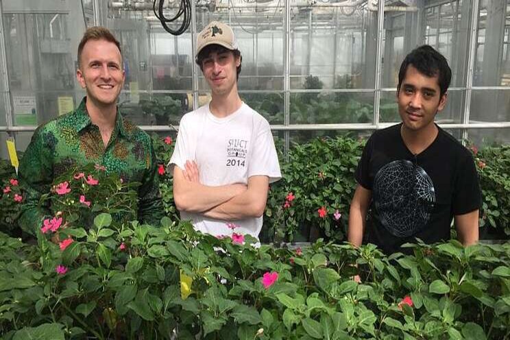 Breeding a more disease-resistant impatiens