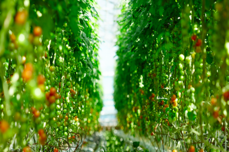 Exeter to become indoor-grown tomato capital