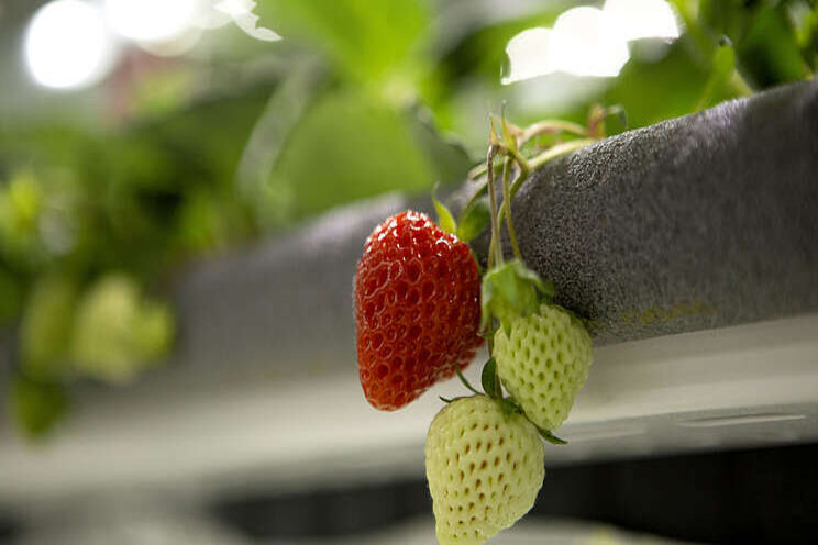 These high-tech strawberries cost $6 a piece