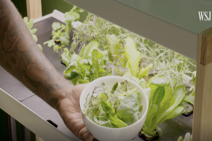 Can an indoor smart garden beat outdoor gardening?