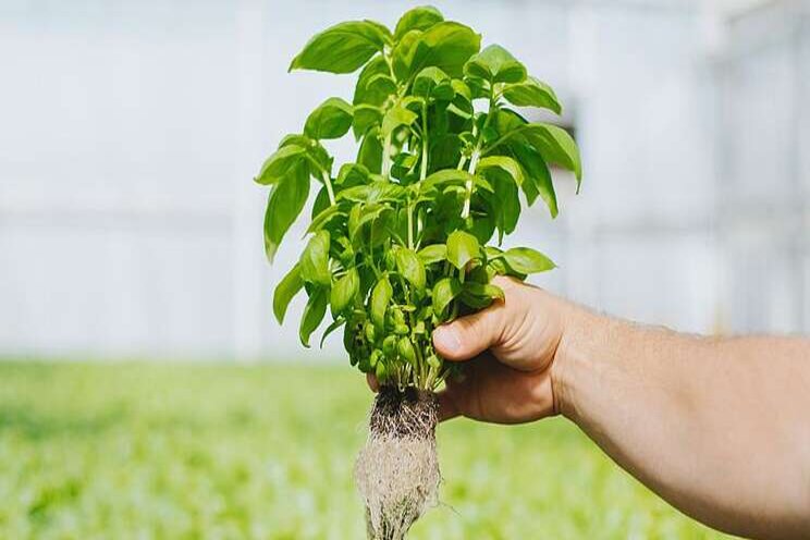 New substrate designed for hydroponic production