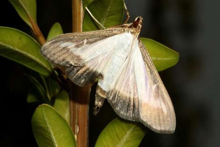 A new boxwood pest has been found in three states