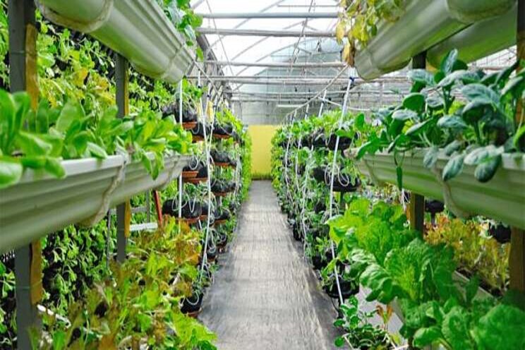 Vertical farming taking root across the commonwealth